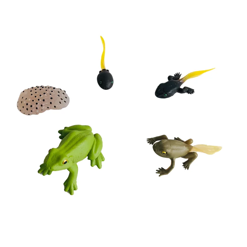 Montessori Materials Life Cycle of Frog Board/ Figures/ Cards Kids Learning Resources Biology Teaching Aids Educational Toys