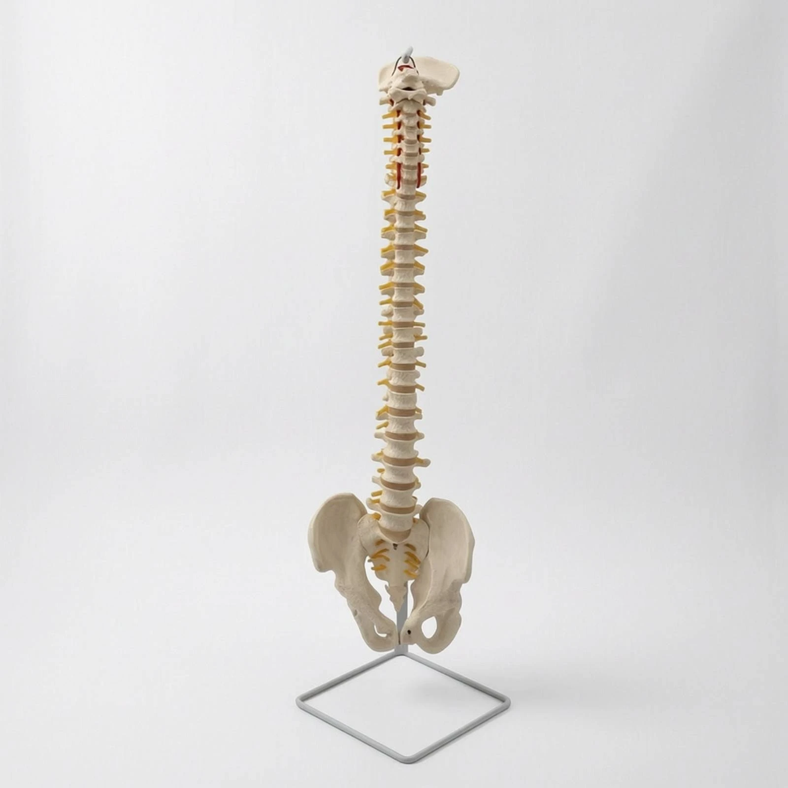 spine-model-with-pelvis-life-size-anatomical-spine-model-premium-accurate-for-teachers-classroom-doctor-office