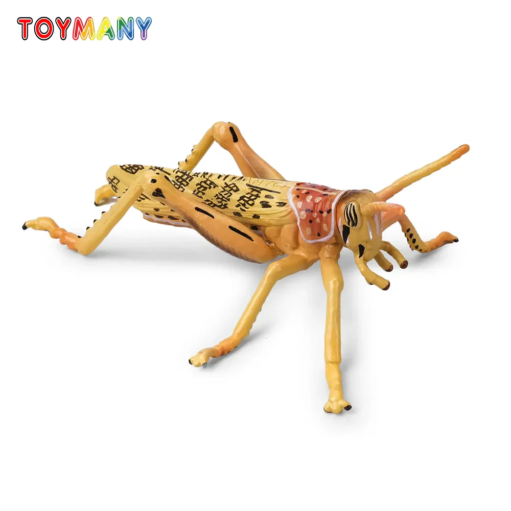 Toymany Simulation Desert Locust Insect Animal Model Toy Mini Figures Dolls Action Figurines Toys Children Gift Cake Decoration