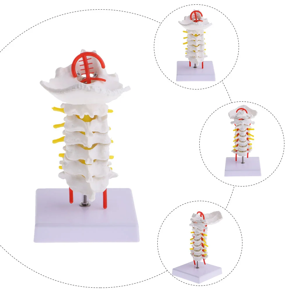 Шейный Позвоночник с каротидной артерией, обучающая реквизитная модель, медицинская Анатомия человека, имитация позвоночника, инструмент из ПВХ