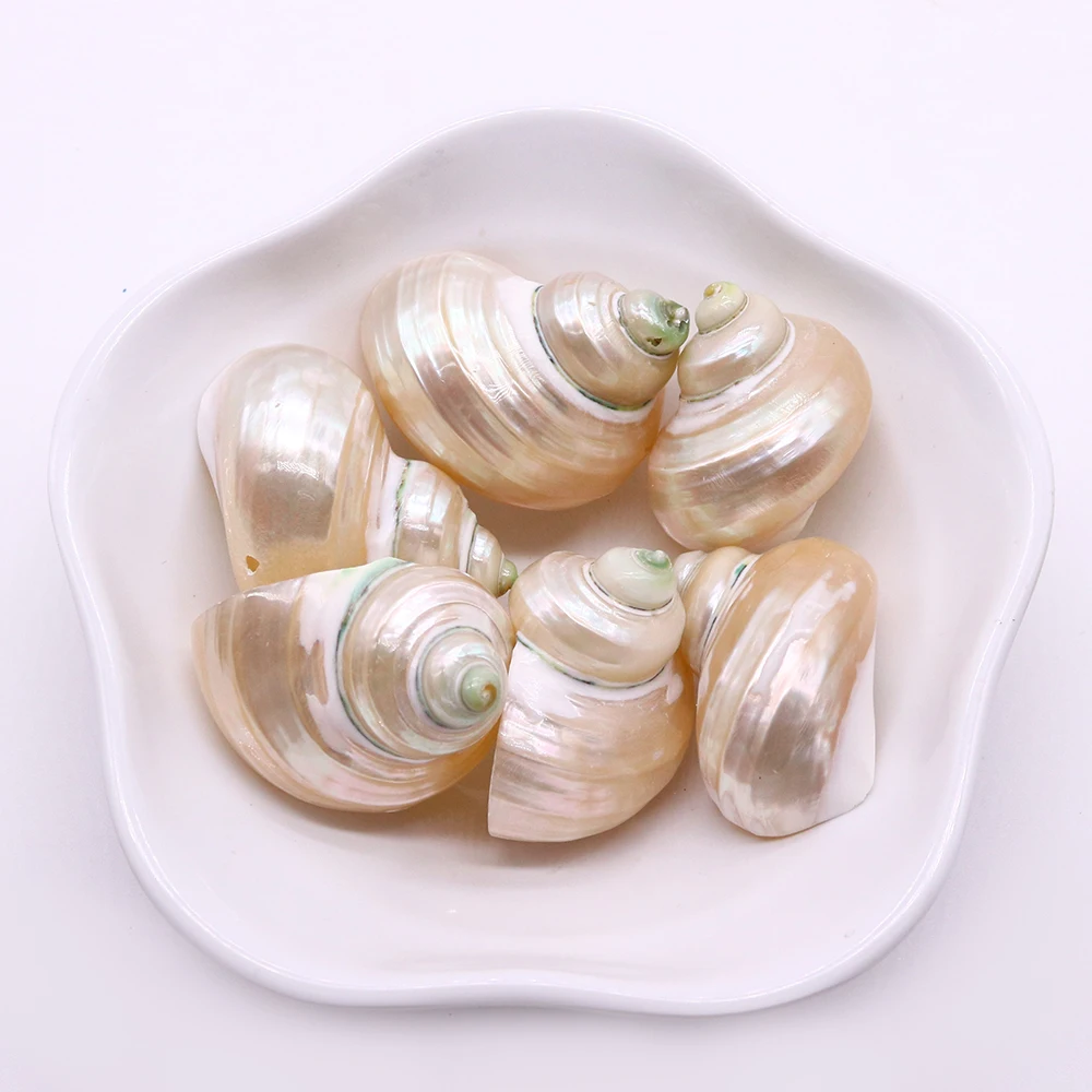 Conch White Turbine Shell Pendant Jewelry Natural Mother of Pearl Hermit Crab DIY Making Necklace Earring Accessories Home Decor