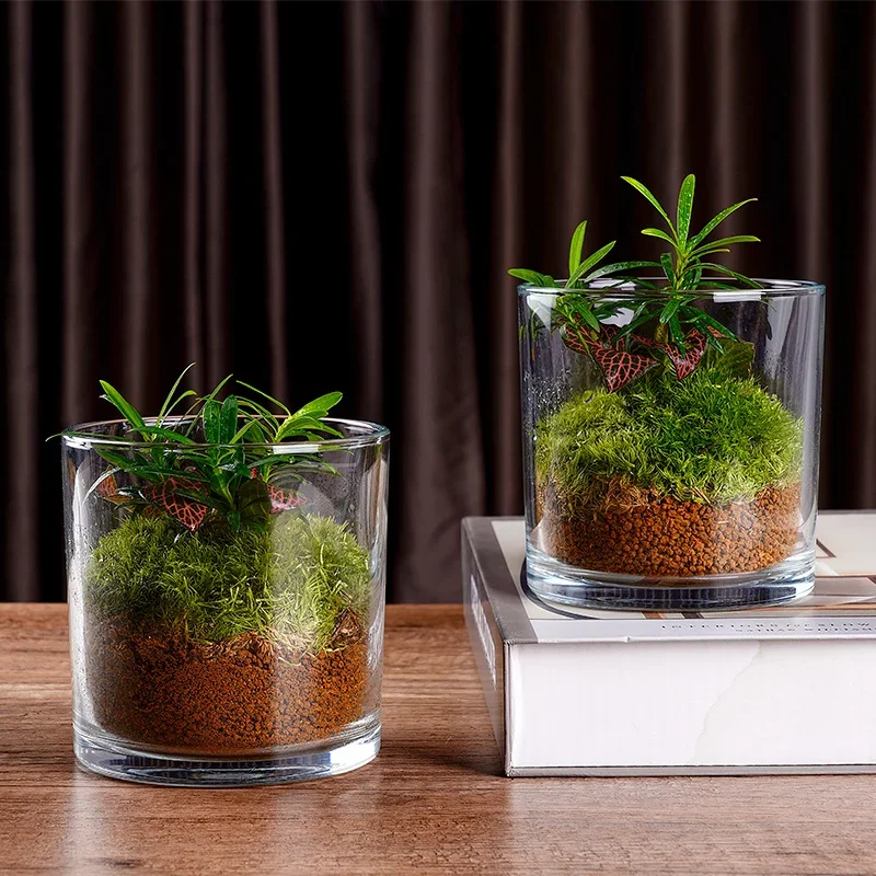 Creative Desktop Green Plant Micro Landscape Tea Table Plant Landscape Office Display