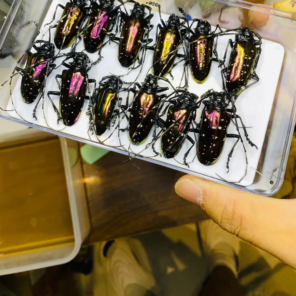 

Vietnam Dicronorhina Debyana Golden Tortoise Real Insect Beetle Specimen for Scientific Research And Home Decoration