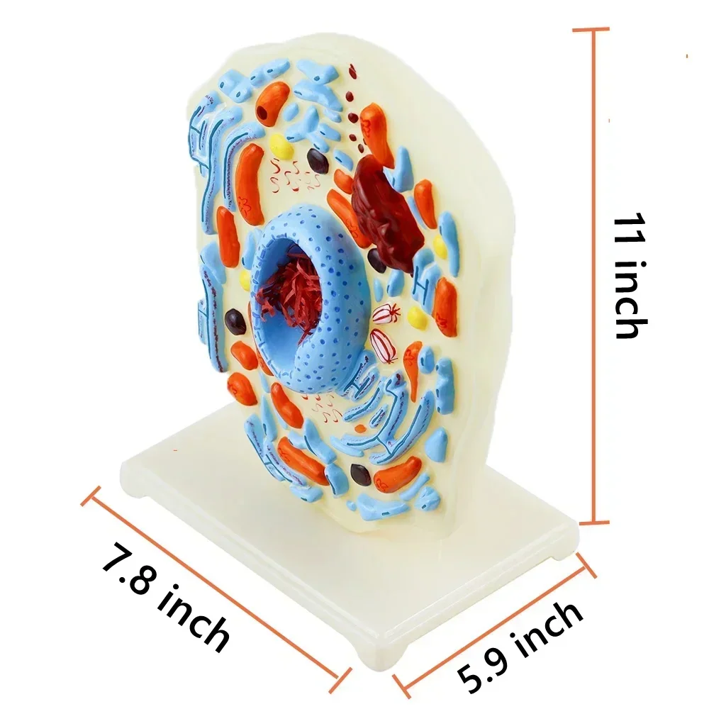 Microstructure animale d'anatomie cellulaire agrandie, le modèle cellulaire pour la biologie du collège, fournitures fuchsia, 11 pouces, 7.8 pouces * 5.8 pouces * 11 pouces