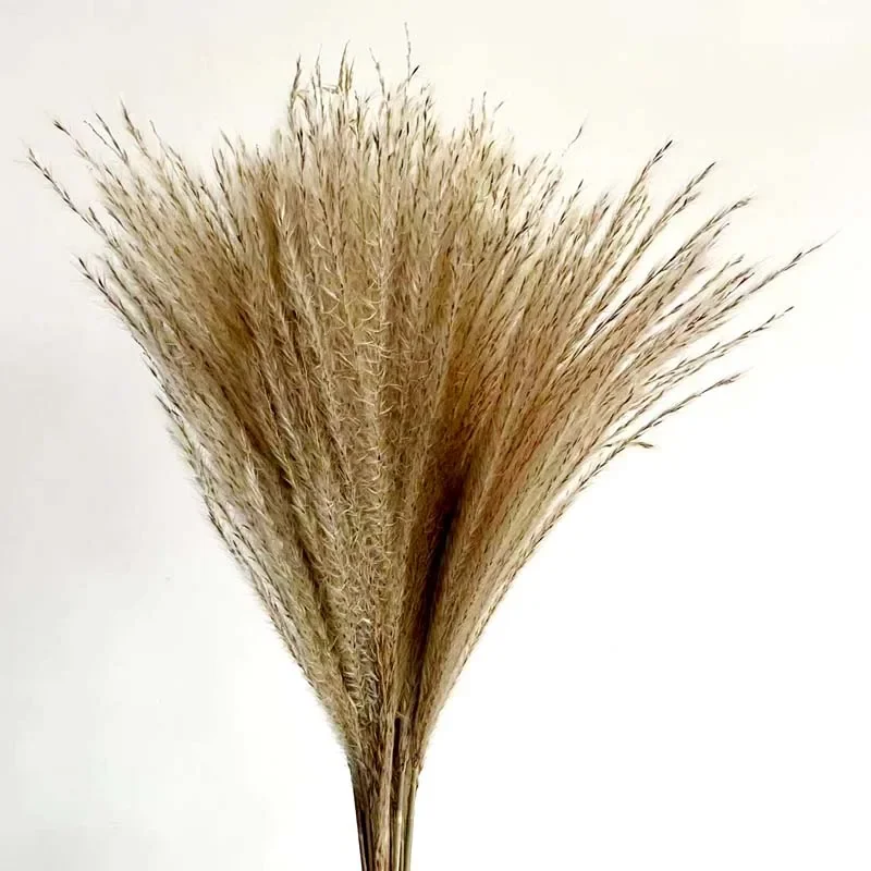 Flower Ear 20~30CM/20PCS,Length 40~43CM Real Dried Natural Little Whisk Bouquet,Dry Pampas Grass,Reed Flower,Home Decor,Wedding