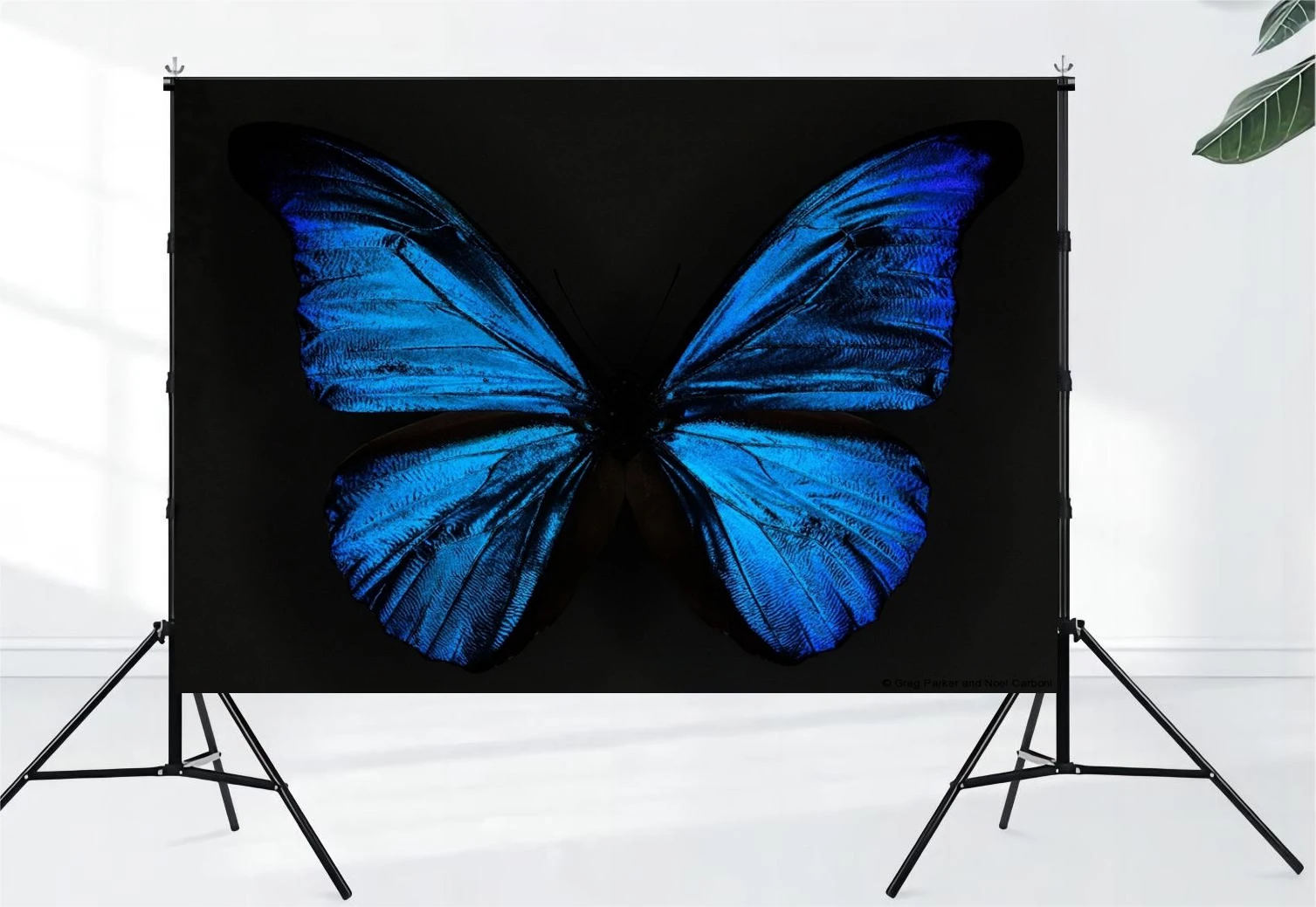 Angel Wings Backdrop Blue and White Gradient Color Wings Under Black Background for Party Decorations Portrait Photoshoot