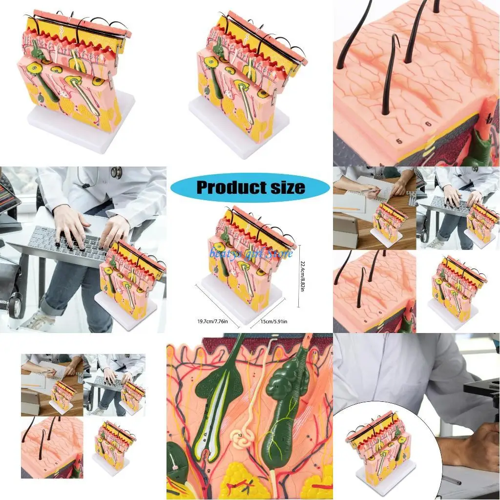 

C7AB Анатомическая модель кожи 70X увеличенная модель кожи Структура кожи человека Анатомическая модель Учебный инструмент для