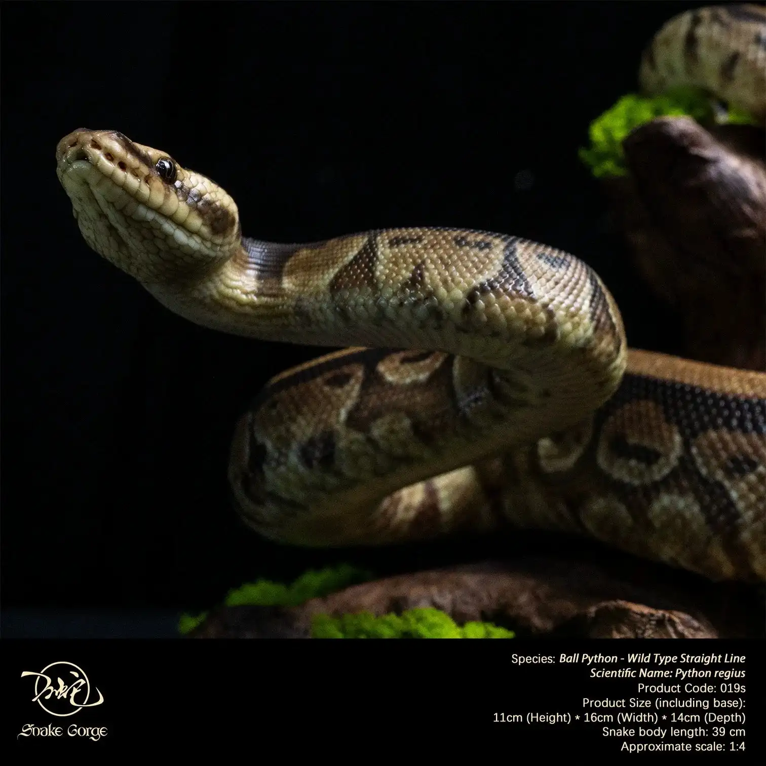 Snake Gorge Studio Ball Python Model Realistic Miniature Landscape Decoration Animal Collection Birthday Gift