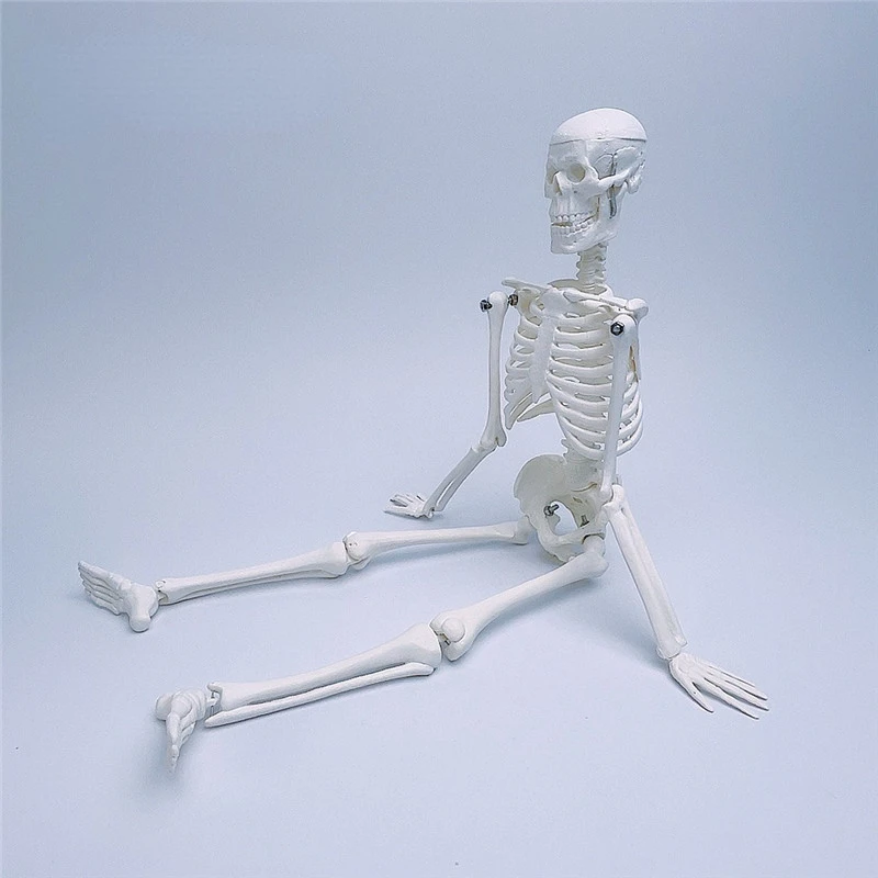 

45cm high human skeleton model skeleton skeleton skeleton shelf medical students Xiaobai teaching mold with detachable limbs.