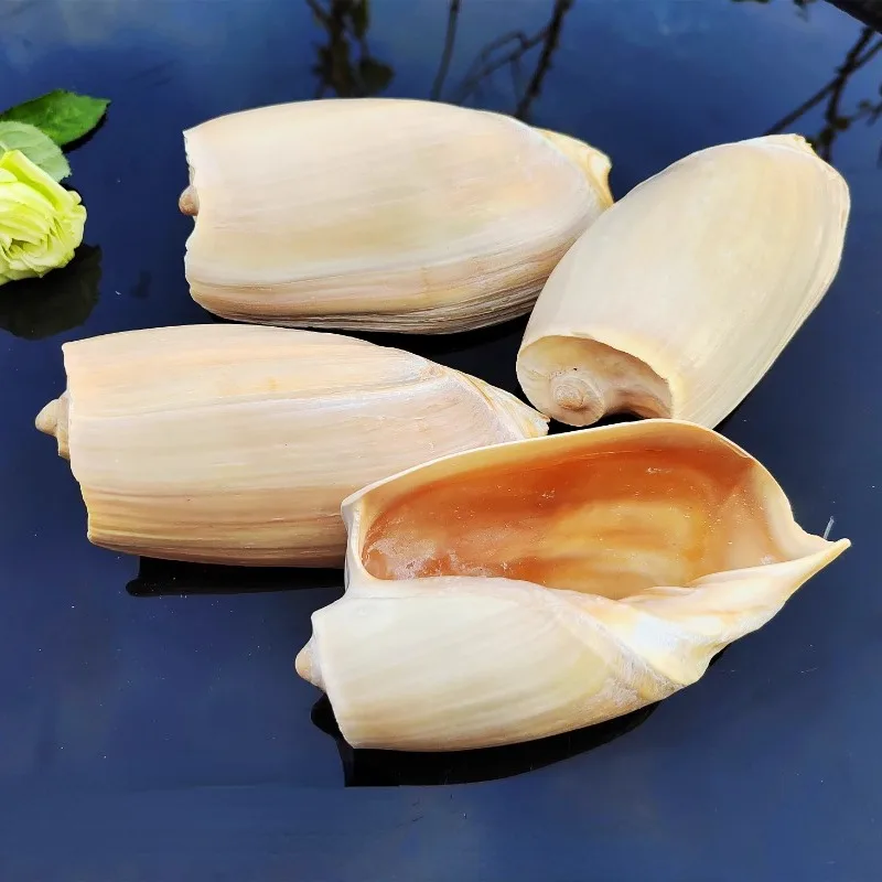 Volutidae Natural Conch Collection Specimen Fish Tank Landscape Rare Specimen Collection Fish Tank Landscape Home Decoration