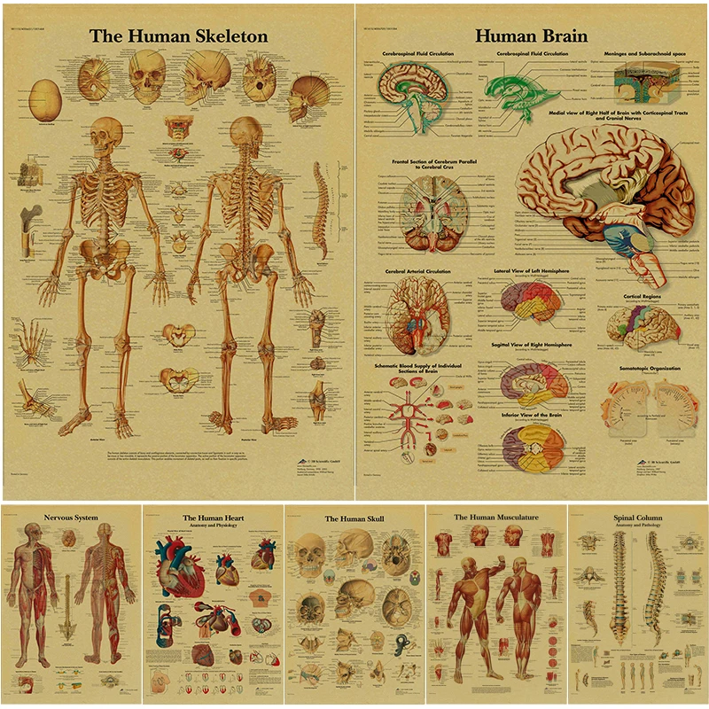 Vintage-Leinwandgemälde für Anatomie und Physiologie – Skelett-Körperstruktur, Druck, medizinische Kunst, Wanddekoration für das Wohnzimmer