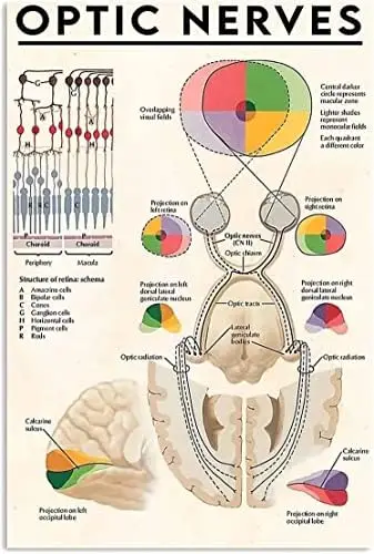 Optic Nerves Guide Metal Tin Optometrist Reference Metal Sign Retro Vintage Tin Sign Metal Poster Wall Art Decor 8X12 Inches