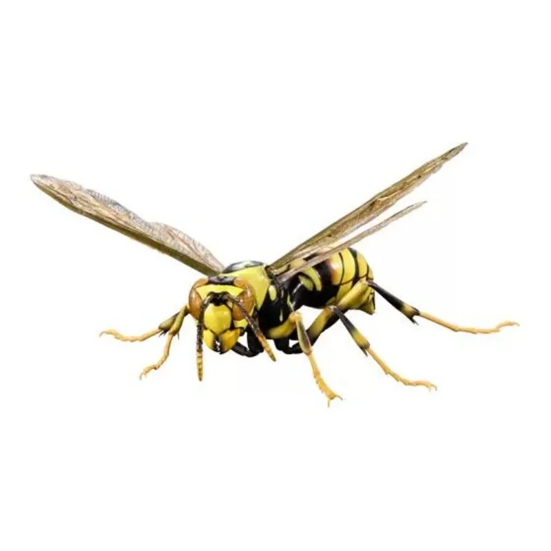 BANDAI Biology Illustrated Handbook Honey Bee Myrmecia Gulosa Simulation Insect Decoration Ornament Action Figure Model Toys