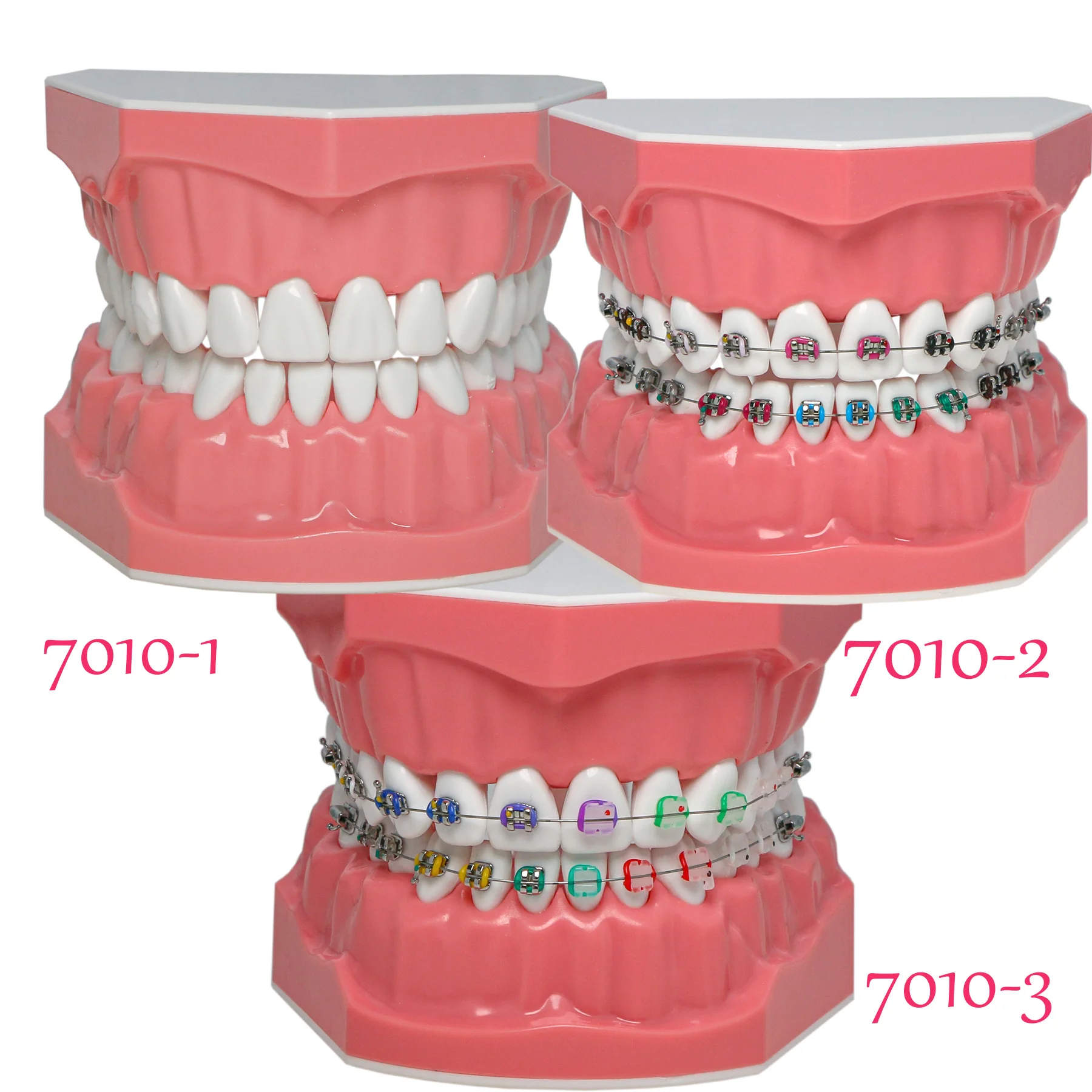 

Dental Models Dental Teaching Model Dentistry Orthodontic Teeth Model With Brackets For Dentist Studying Patient Demo 7010-1/2/3