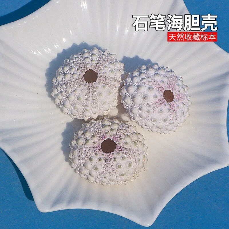 5-6Cm Natural Sea Urchin Shell Specimen Air Pineapple Photo Frame Night Light Material White and Pink Pencil Sea Urchin