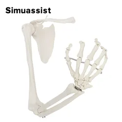 Modelo de hueso de la extremidad superior 1:1, espátula de mano, modelo de esqueleto Flexible para clavícula, herramienta de enseñanza médica, anatomía del hueso del brazo para adultos