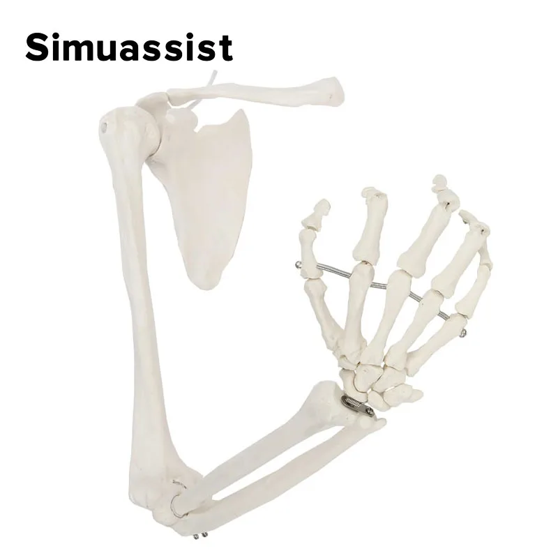 1:1 Upper Limb Bone Model Hand Scapula Clavicle Flexible Skeleton Model Medical Teaching Tool Adult Arm Bone Anatomy