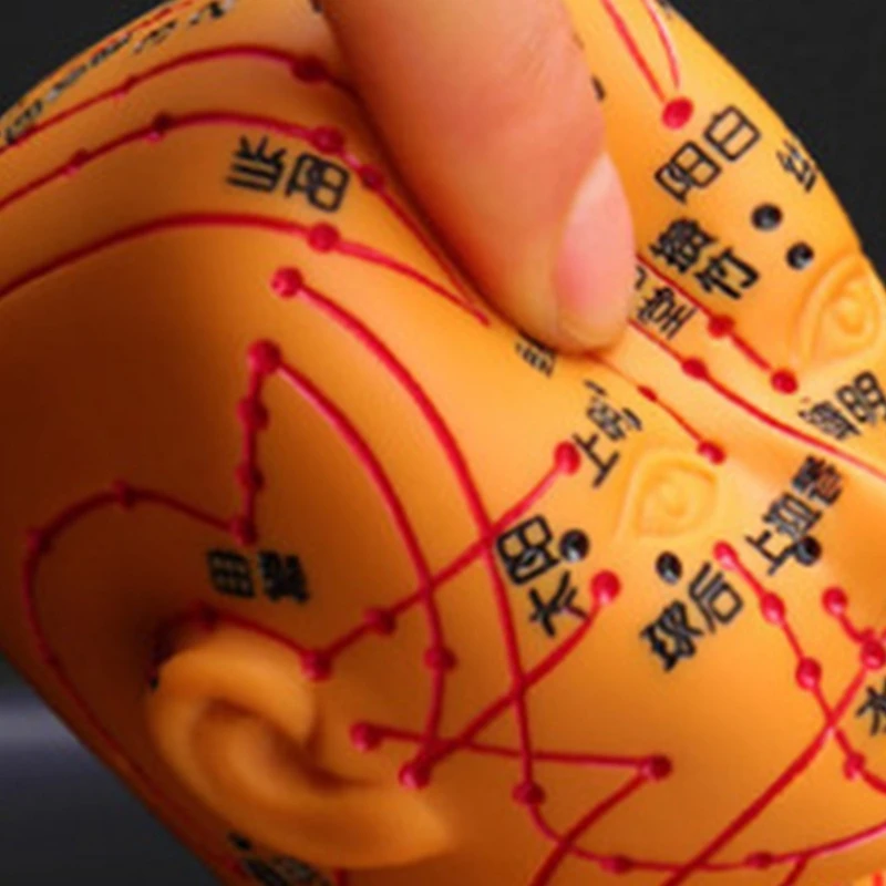 

Human Acupuncture Model with Chinese Points for Beginner Acupuncture Practice