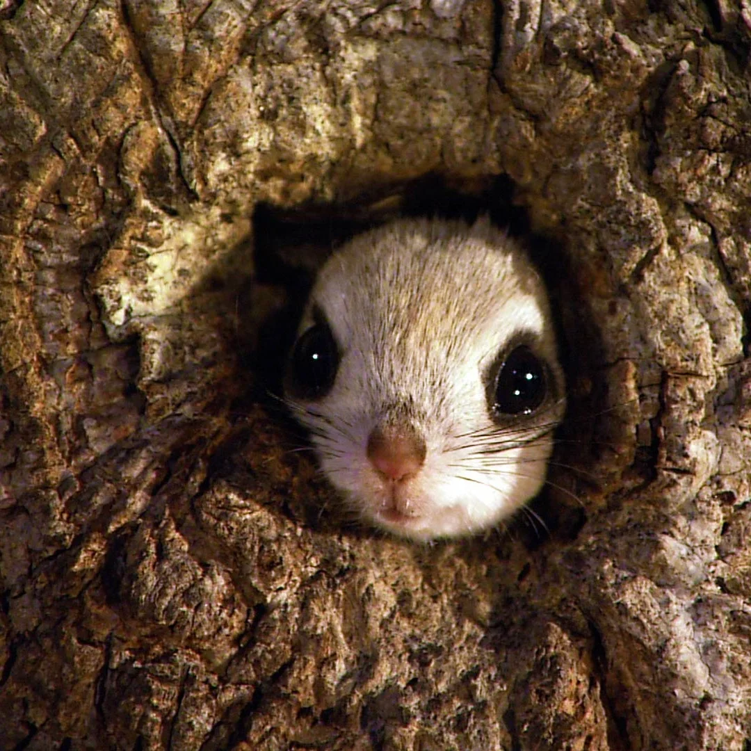 

B для Mitsubishi Pajero Sport 2016-2018 Android автомобильный радиоприемник беспроводной Carplay стереоприемник авторадио мультимедийный плеер Gps Navi