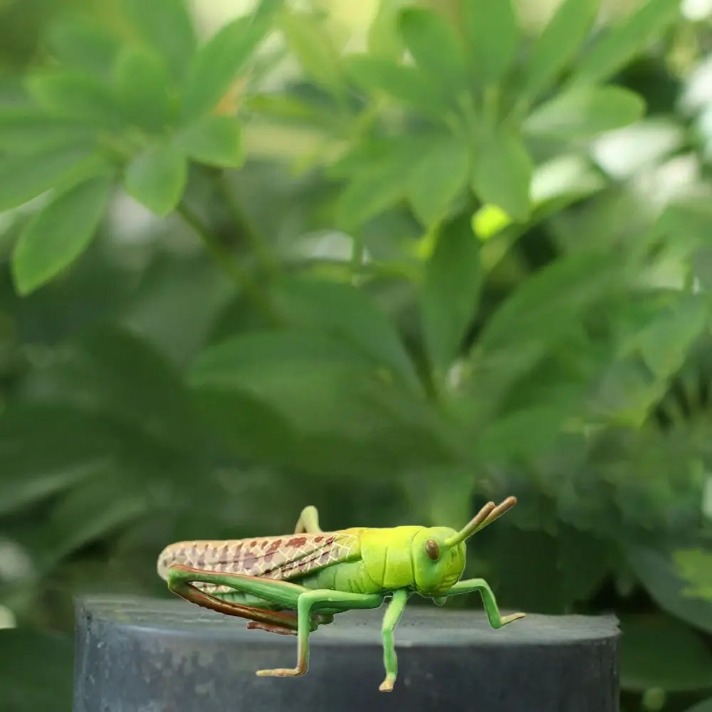 

2Pcs Creative Plastic Locust Animal Model Cartoon Vivid Locust Statue Early Educational Animal Toys Home