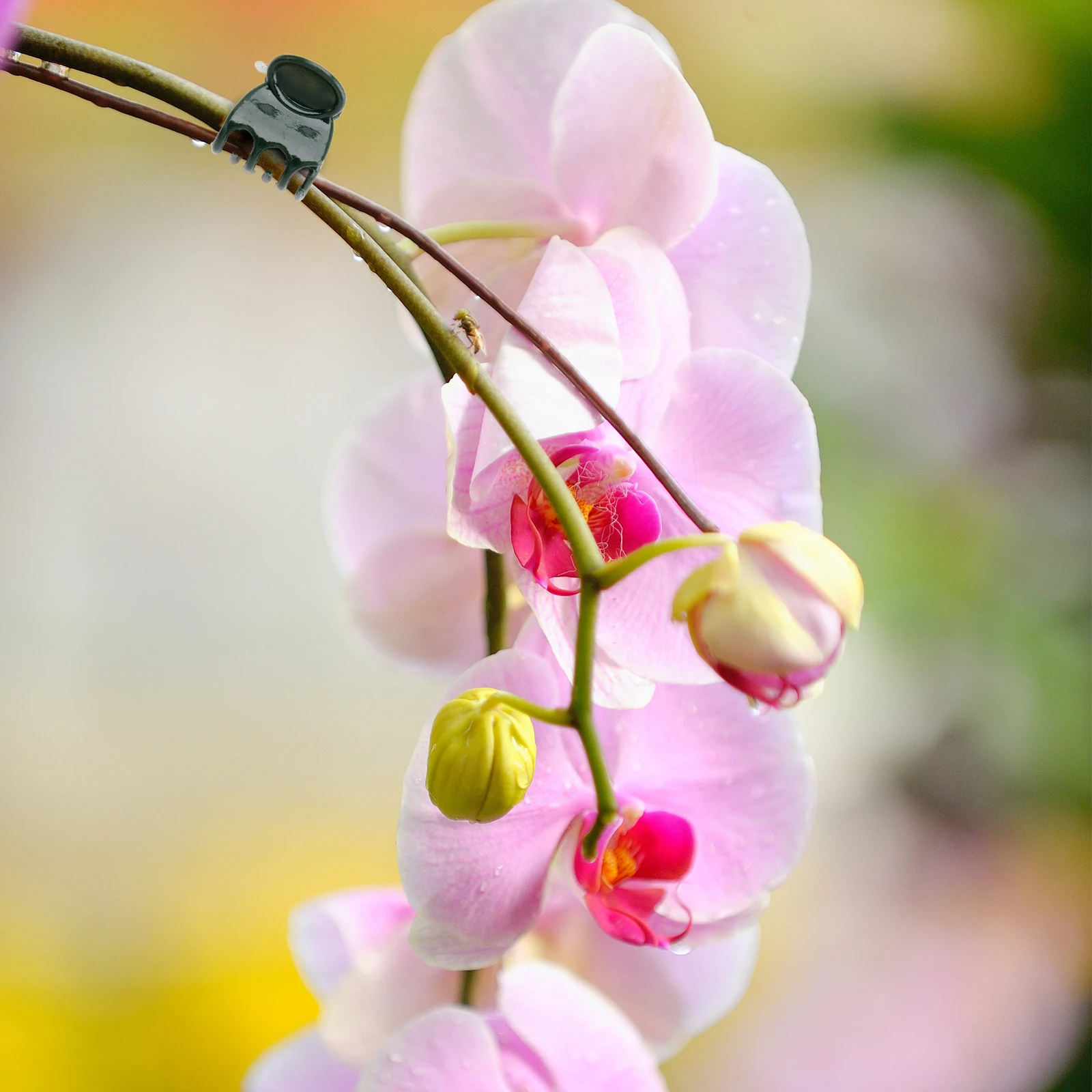 

200 Pcs Orchid Clip Phalaenopsis Flower Vine Plant Hangers Indoor Gardening Accessories