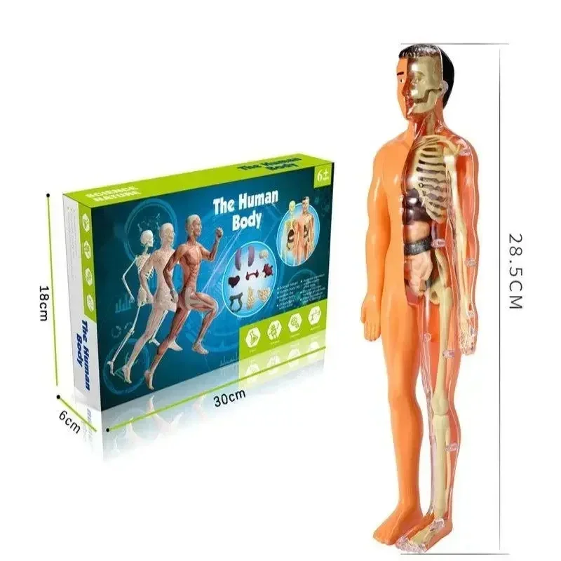 3D Human Body Torso Model for Kid, Skeleton, Removable, Simulation, Organ and Skeleton, Anatomy,Detachable Body Models