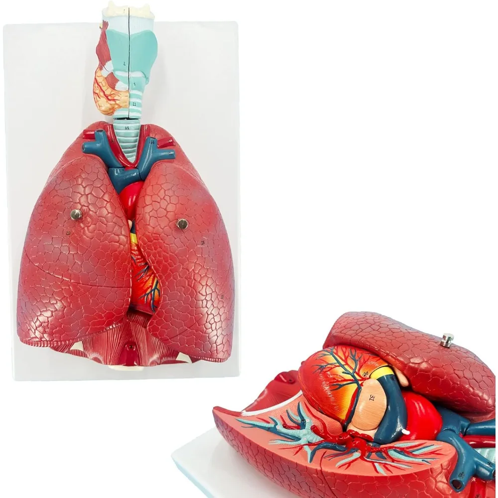 Human Heart/Lung/Throat Larynx Anatomical Model Pulmonary Anatomy Model Respiratory System Model for Study Teaching