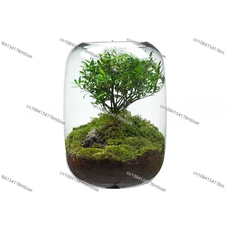 

Креативный настольный бонсай с микропейзажем из мха, легко хранить зеленые растения, стеклянные цветочные горшки и горшечные растения