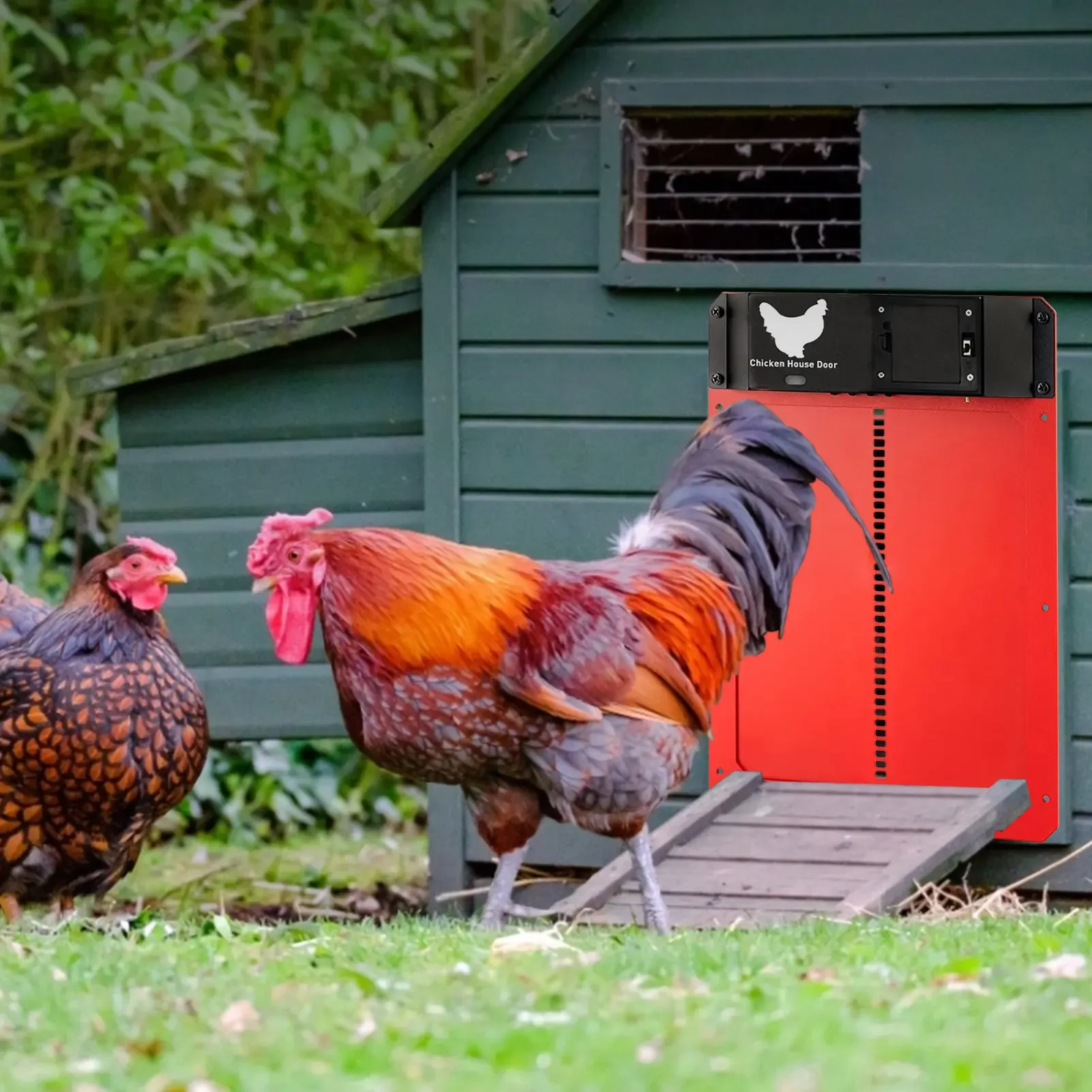 Abridor automático de puerta de aves de corral con detección de luz para puerta de gallinero