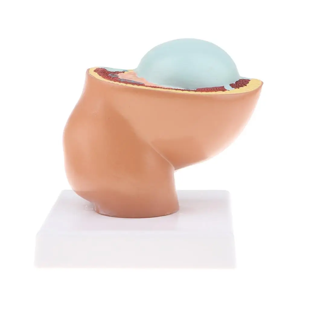 Highly Detailed Fetus Model School Educational Toy Pregnancy Teaching PVC Lab Supplies for Science Classes