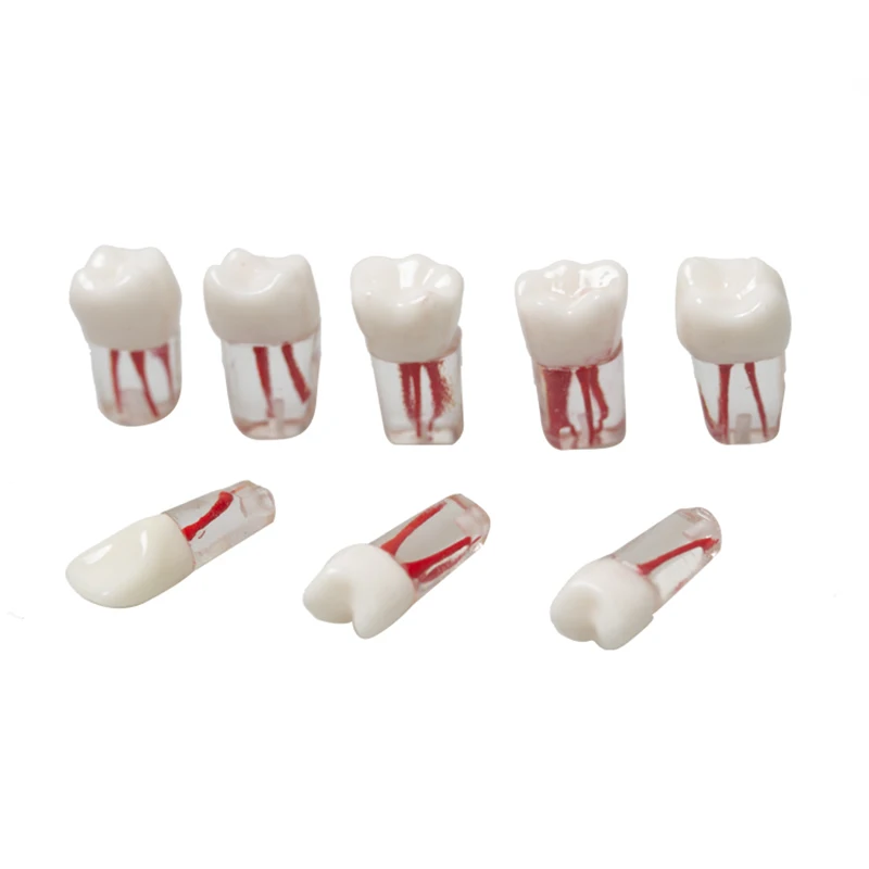 5PCS Dental Model Root Canal Obstruction Practice Dental Pulp Resin Tooth Research Dental Training Model Dental Products
