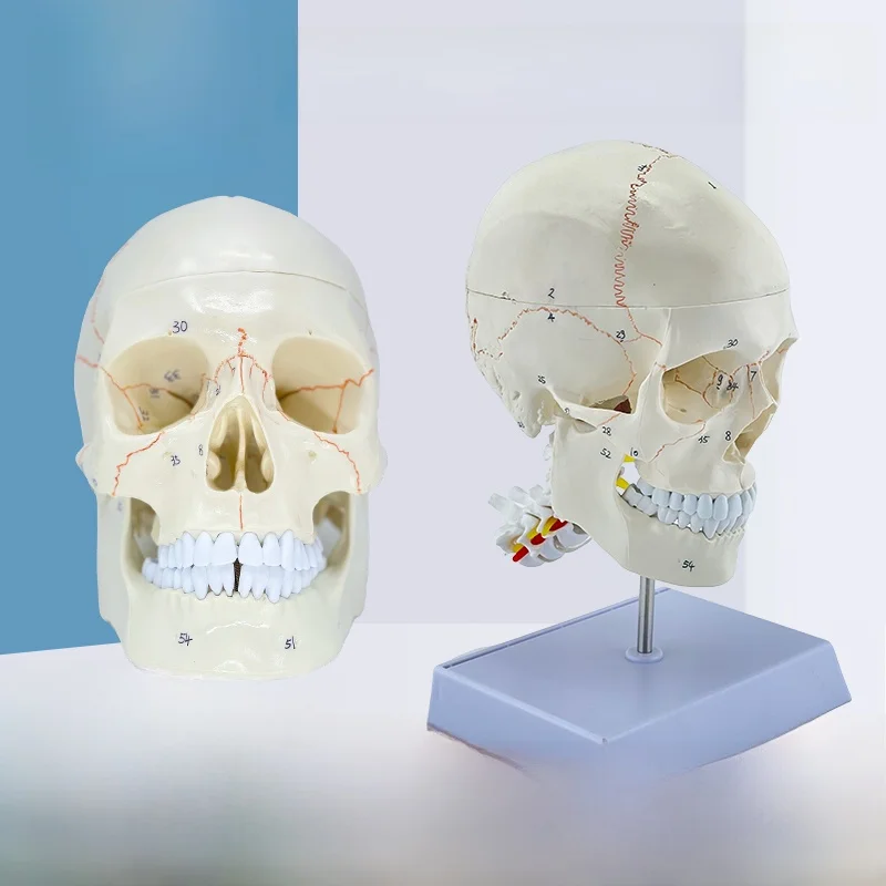 modello-di-teschio-didattico-per-la-neurocioscienza-con-articolazioni-ossee-e-modello-di-testa-umana-della-colonna-vertebrale-cervicale-per-il-cervello-e-la-regione-ne-eon