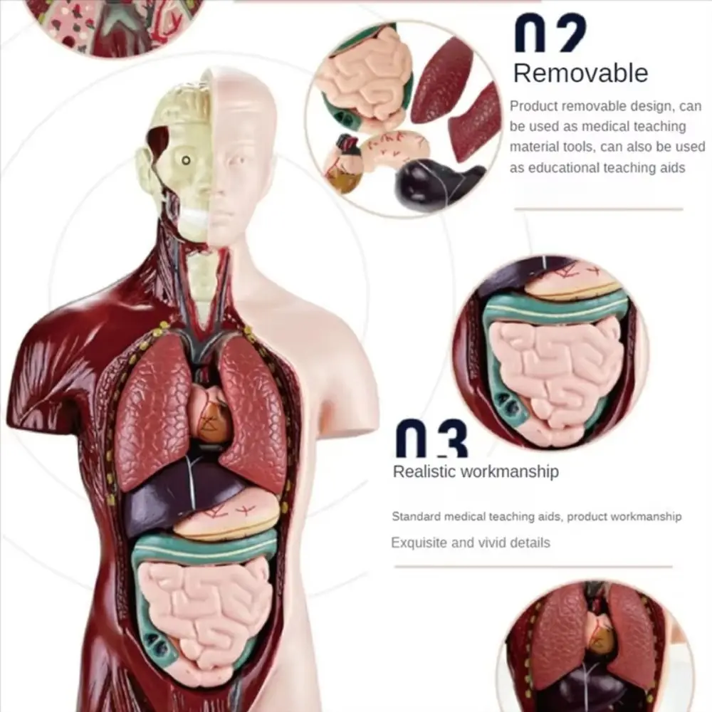 Пластиковая анатомическая модель туловища человека, манекен «сделай сам», Монтессори, человеческое тело, образовательный реквизит, строительство, 3D модель детского скелета