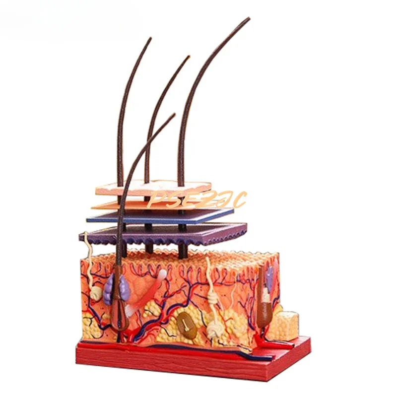 4D Medical Teaching Plastic Adhesive Human Skin Structure Anatomical Assembly Model Scalp Hair Follicle Supplies