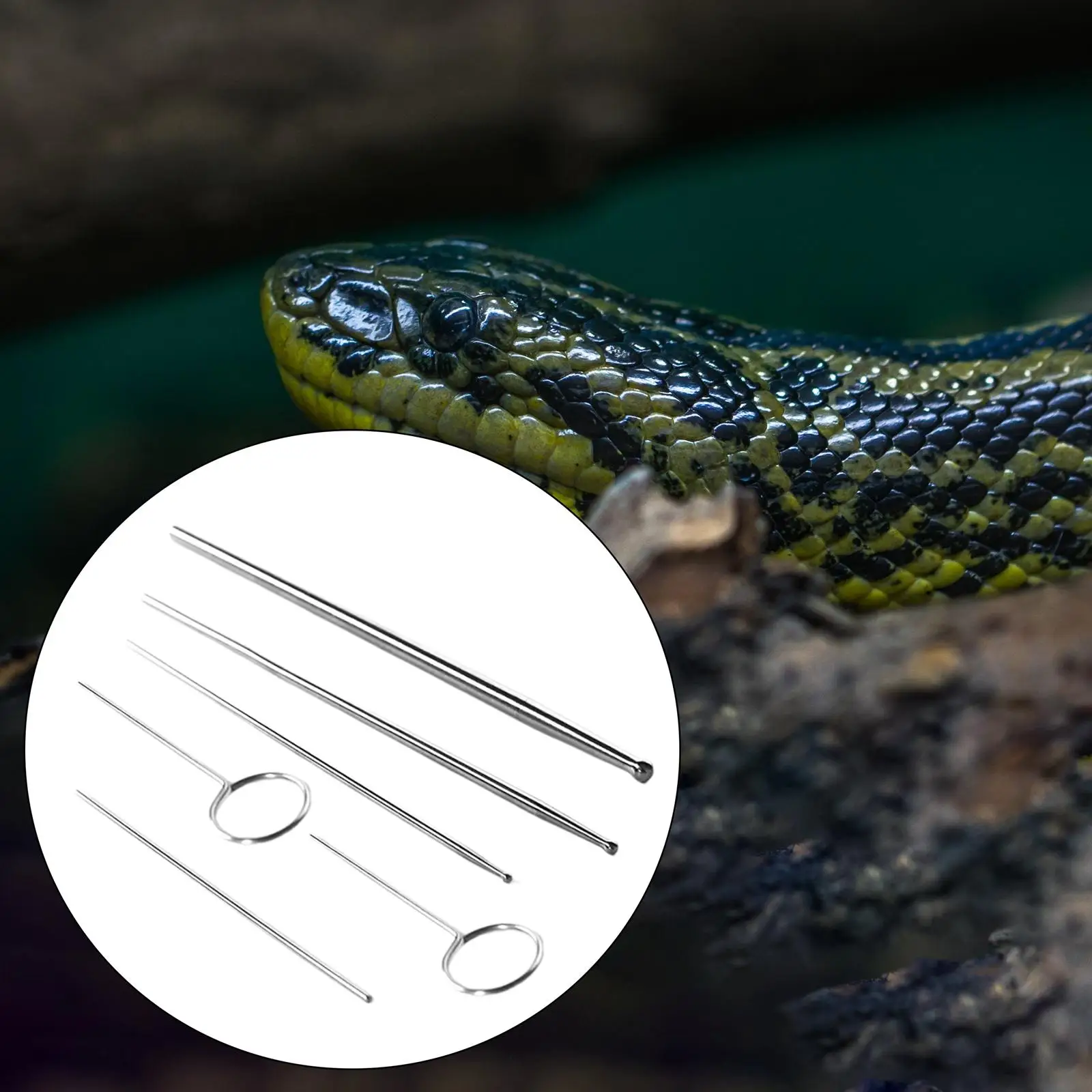Reptiles Snake Gender Probes Set 6Pcs Reusable Different Size with Case Round Reptiles Snake Gender Probes Set 6Pcs Reusable Different Size with Case Round