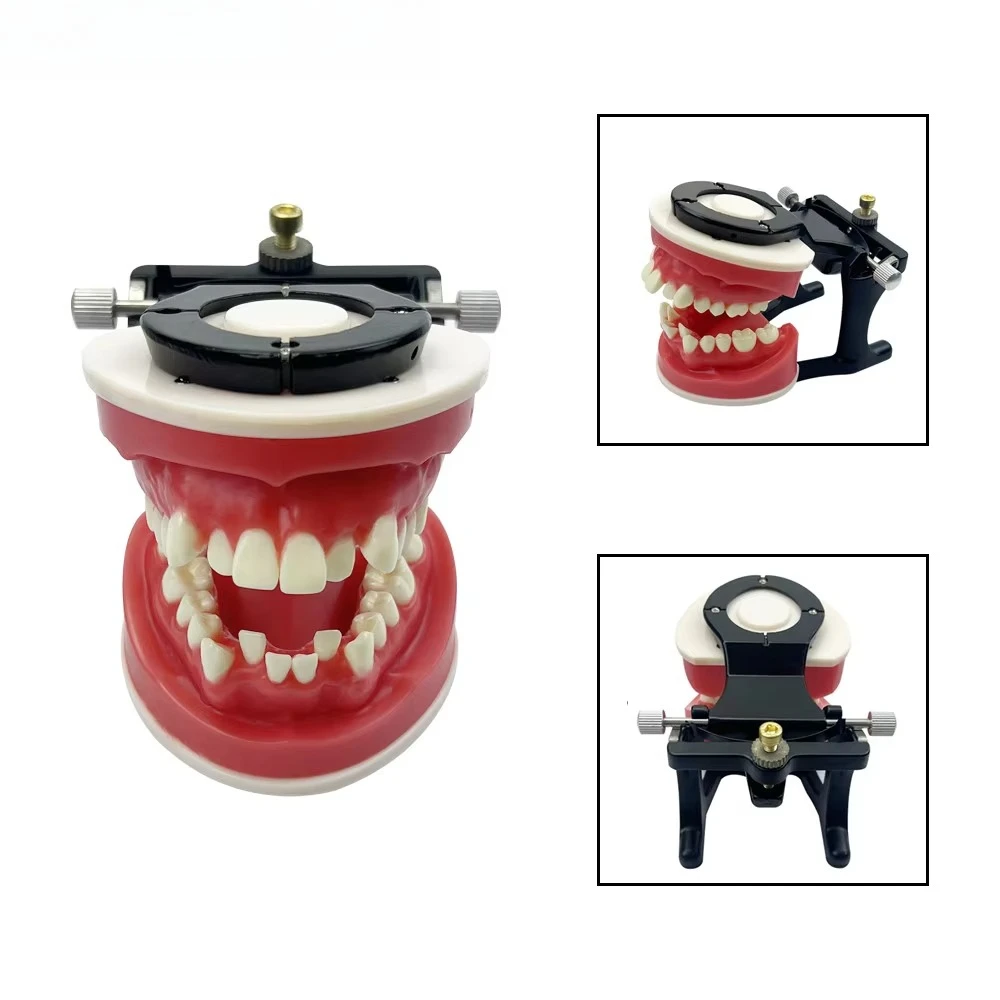 New Dental Orthodontic Training Jaw Model Wax Gums Ortho Treament Teeth Model For Practice Teaching Studying Education Typodont
