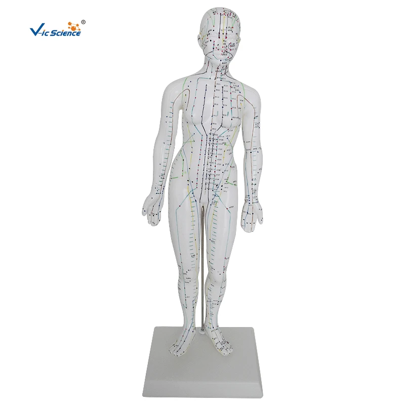 Acupuncture Model 48CM Female