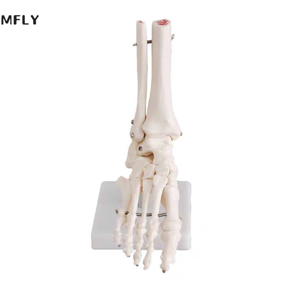 

1:1 Foot Joint Model Foot Skeleton Model Medical Studies Foot Bones Skeletal Model Foot Anatomy Clinic Show Teaching Model