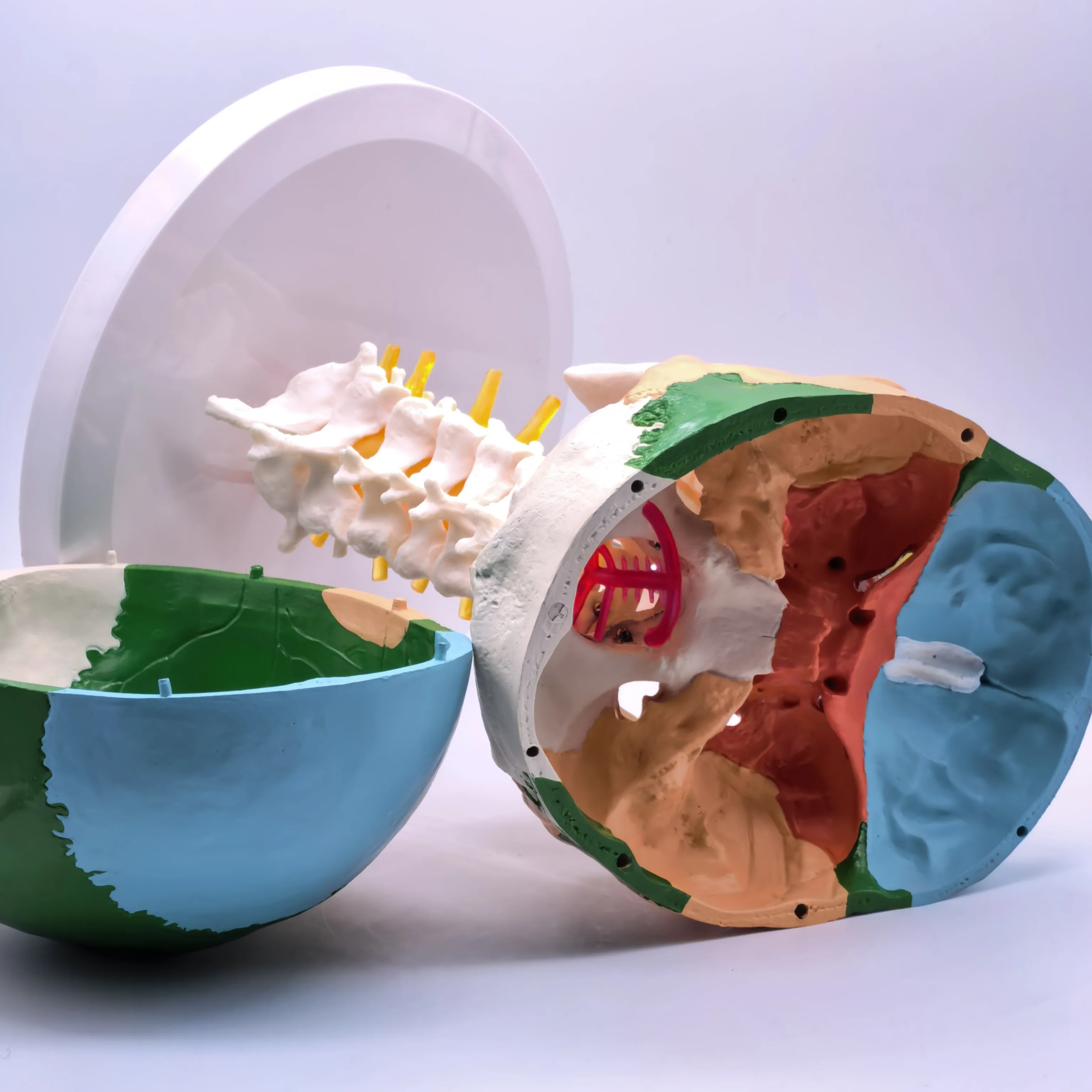 PVC Life Size Colored Function Human Skull Cervical Vertebrae with Nerves Anatomical Didactic Models Natural High QC