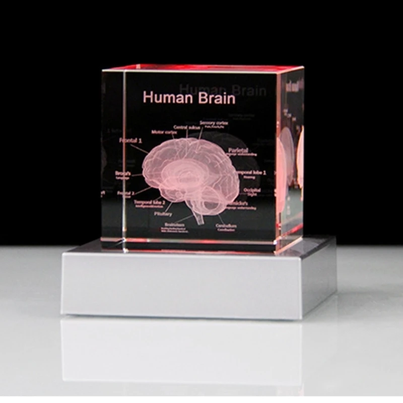 12PD Elegant 3D Crystal Human Head Model As Decorative Office Ornament Enhancing Intellectual Space with Scientific Pattern
