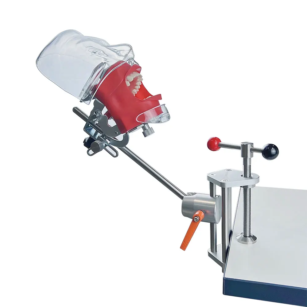 نموذج رأس بسيط للأسنان مع نموذج أسنان من الراتنج محاكي نموذج رأس فانتوم لتعليم طبيب الأسنان لجهاز الدراسة