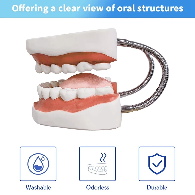 Teeth Mouth Model 6X Enlarged With Metal Hinge, Complete Set Teeth And Removable Tongue, PVC Speech Therapy Tool, Easy To Use