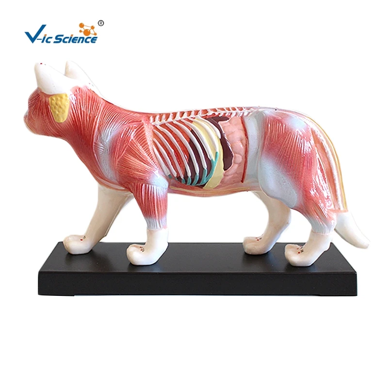 Medical Education Animal Model Cat Acupuncture Model