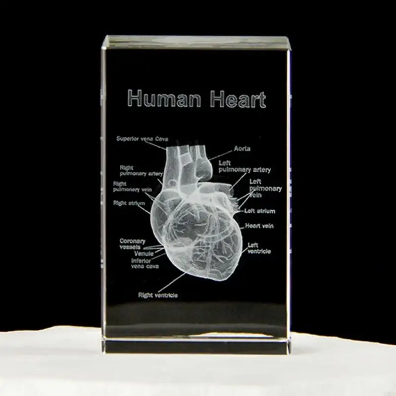 H8WB Human Organs Model 3D Lasers Etched Crystal Anatomical Heart/Teeth Figurines