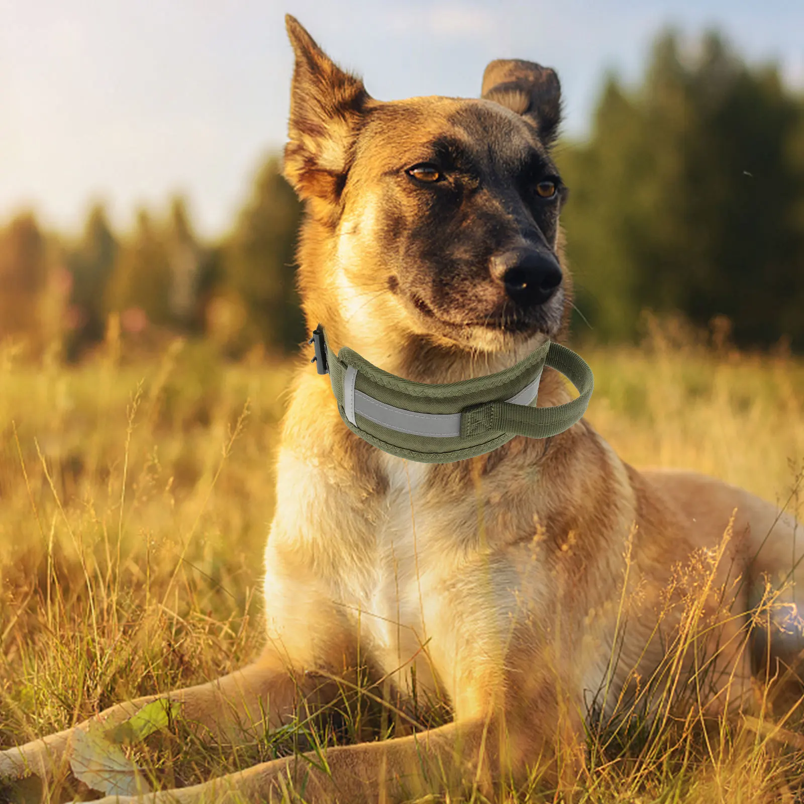 

Adjustable Reflective Dog Collar Heavy Duty Nylon Pet Collar with Handle for Training Hiking Walking Durable Accessory