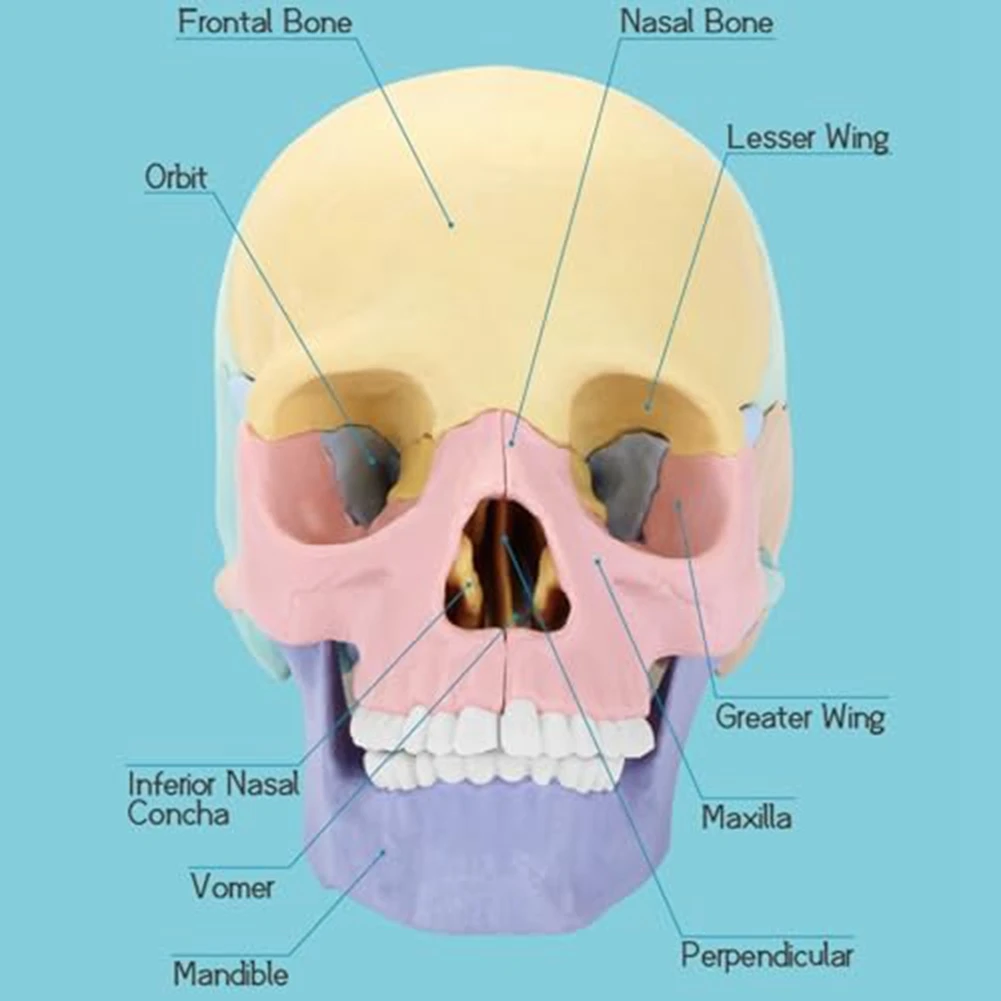 ABVC 1Set Anatomy Skull Model Human Anatomy Skull Puzzle Detachable Mini Human Skull Model Silica Gel