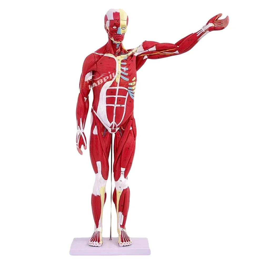 

unique Full Anatomy Model, Human Muscle with Internal Organs,Torso Mannequin