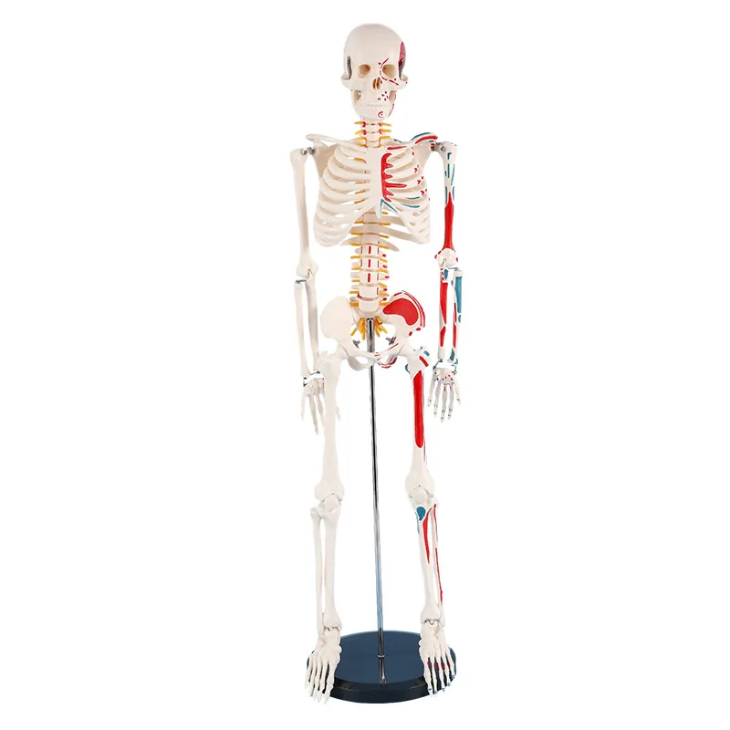 

85cm Human Skeleton Model Include The Mark of Muscle Origins and Terminations Medical Anatomy Model Medical Teaching Supplies