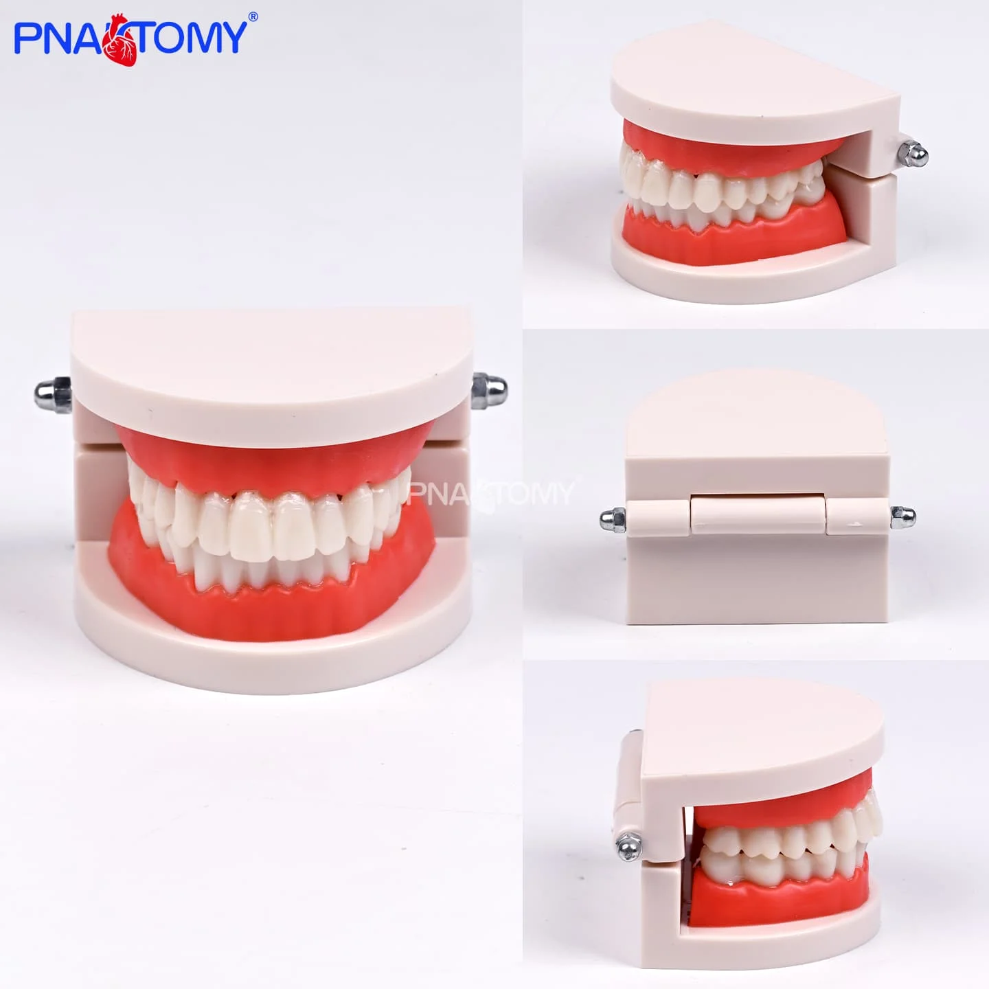 Life-Size Dental Hygiene Model Plastic PVC Correct Tooth Brushing Demonstration for Schools
