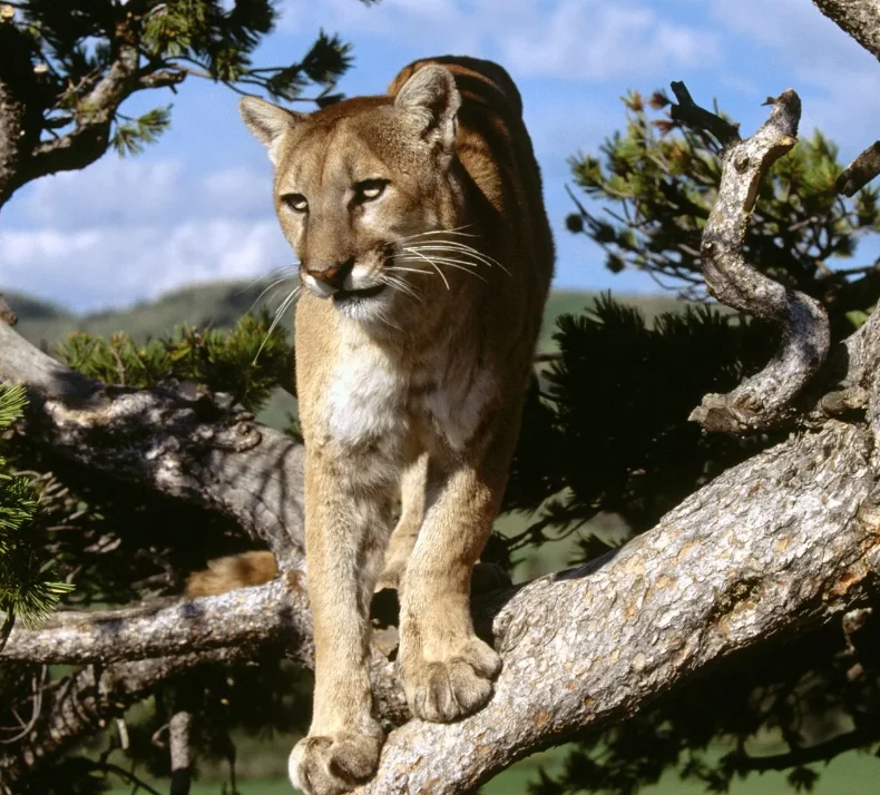 

LDRC 4x4 1/14 LD1299 with Light System RC Crawler Car 4WD TOUCAN Radio Control Finished Off-road Light System Vehicles Toys Gift